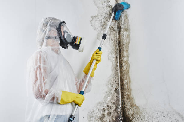 Certified Mold Removal in Missouri Valley, IA